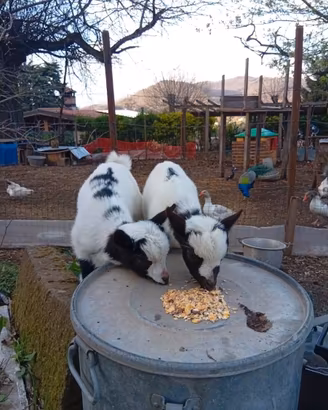 Caprette nane tibetane pure