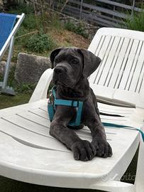 Cane Corso