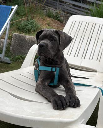 Cane Corso