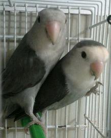 pappagalli inseparabili 