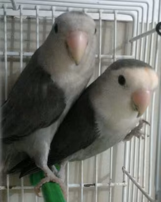 pappagalli inseparabili 