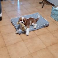 Cavalier king per monta