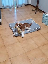 Cavalier king per monta