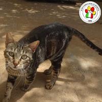 Femmina - 2 anni circa