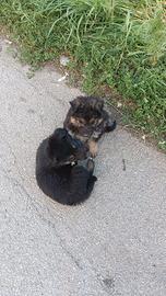 2 Cuccioli Femmina Pastore tedesco/Maremmano