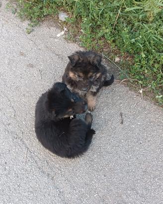 2 Cuccioli Femmina Pastore tedesco/Maremmano