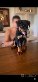 Cucciolo Rottweiler