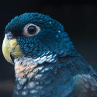 Pionus alibronzate