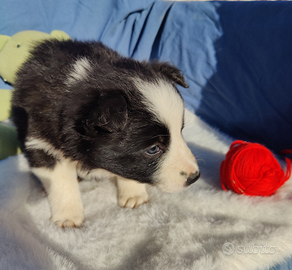 Border collie cucciola Femmina