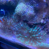 Anemone acquario marino