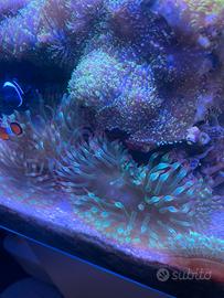 Anemone acquario marino