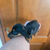 Bssotto kaninchen nero focato