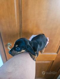 Bssotto kaninchen nero focato