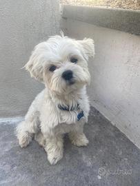 Cane Maltese da monta