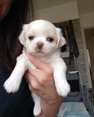Cuccioli di chihuahua a pelo lungo