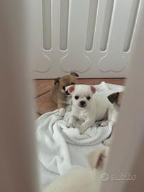 Chiwawa chiuaua