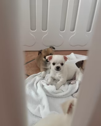 Chiwawa chiuaua