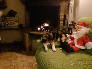 Colonia felina registrata, bei gatti, sani