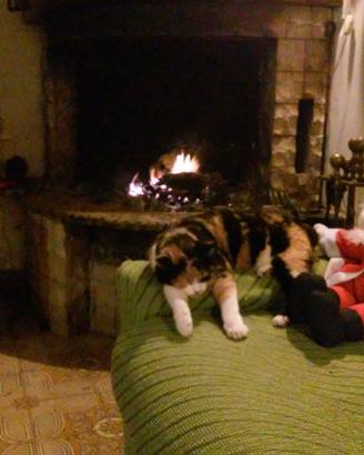 Colonia felina registrata, bei gatti, sani