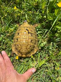 Tartaruga
