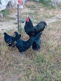 Australorp 2026