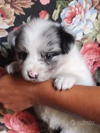 cuccioli border collie 