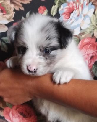 cuccioli border collie 