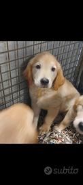 golden retriever 