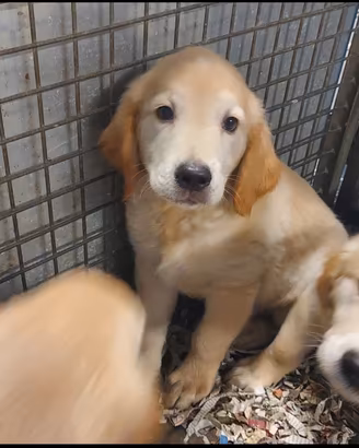 golden retriever 
