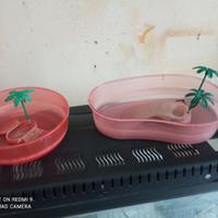 Vaschette per tartarughe