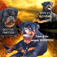 S.t.a.l.l.o.n.e. rottweiler
