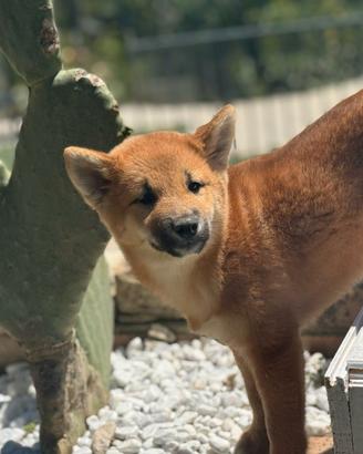 Shiba Inu