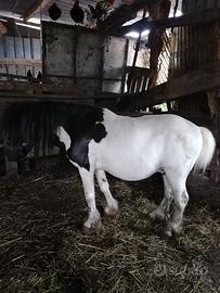 Pony