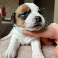 Jack Russell Terrier