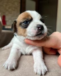 Jack Russell Terrier