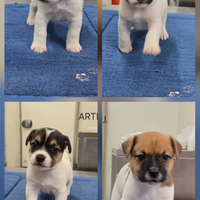 Cuccioli Jack Russell Terrier pelo liscio