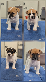 Cuccioli Jack Russell Terrier pelo liscio