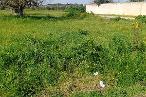 Terreno edificabile con pozzo