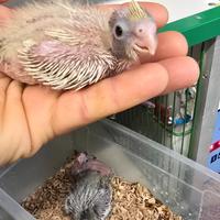 Pulli calopsite silver faccia pastello