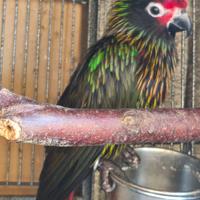 Coppia Lori scintillata - fonte C - Allegato B