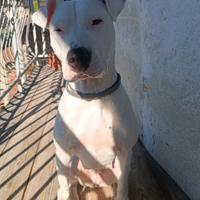 Adozione Pittbull-dogo