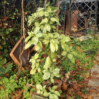 AUCUBA JAPONICA - bacche rosse