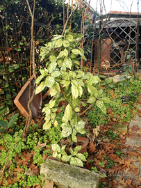 AUCUBA JAPONICA - bacche rosse