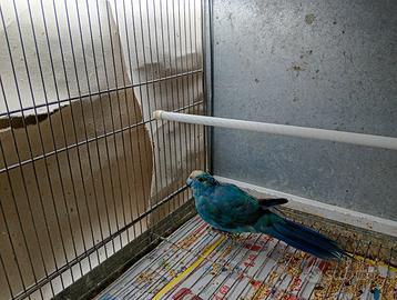 Kakariki