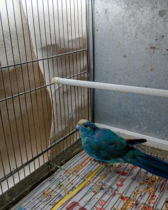 Kakariki
