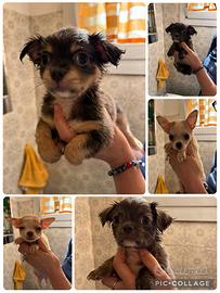 Chihuhua