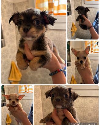 Chihuhua