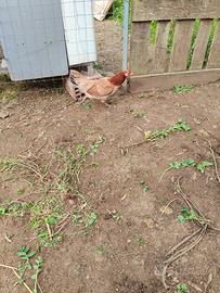 2 coppie di francesine/nane da cova