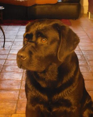 Labrador