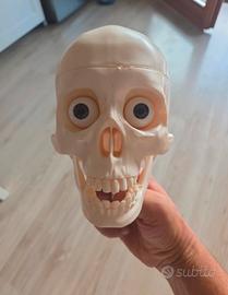 Modello Anatomico Umano Completo e Scomponibile